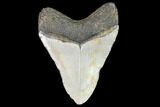 Fossil Megalodon Tooth - North Carolina #101291-2